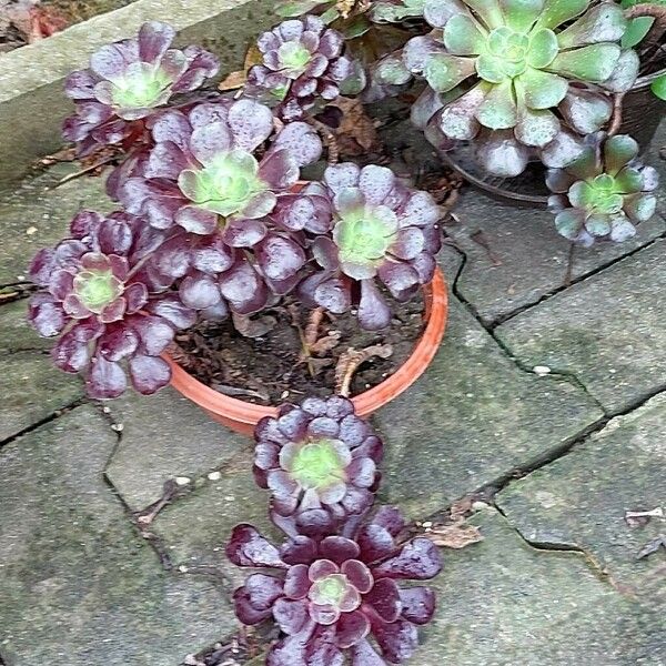 Aeonium arboreum Habit