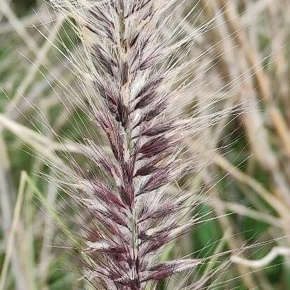 Cenchrus setaceus Blüte