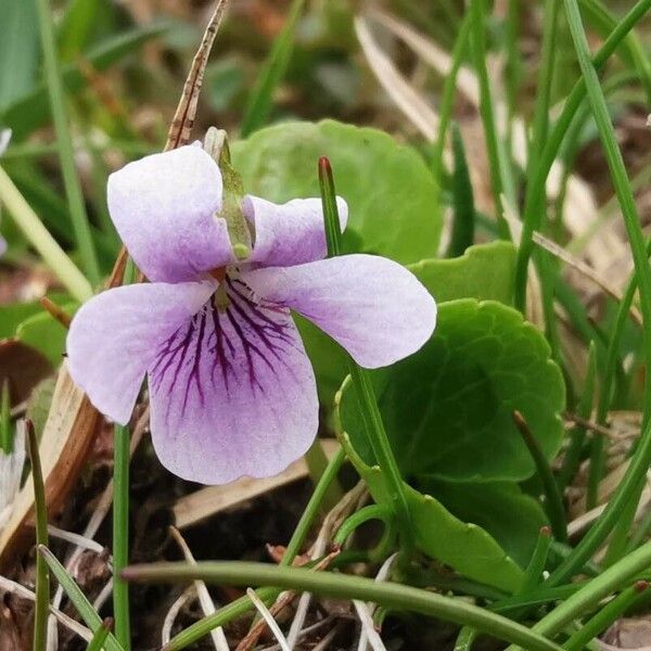 Viola palustris 花