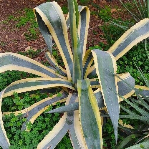 Agave americana Hábito