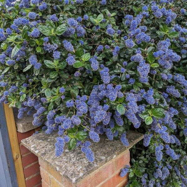 Ceanothus thyrsiflorus Fleur