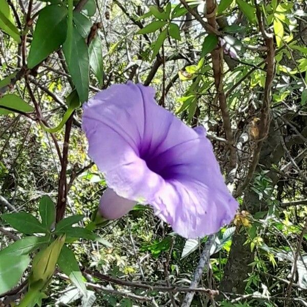 Ipomoea cairica Flower