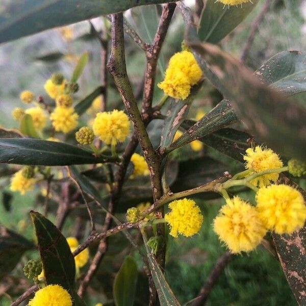 Acacia paradoxa Λουλούδι