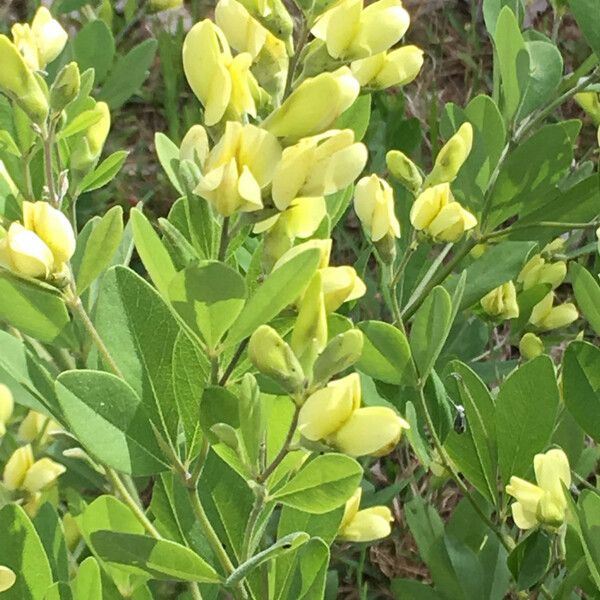 Baptisia bracteata Kukka