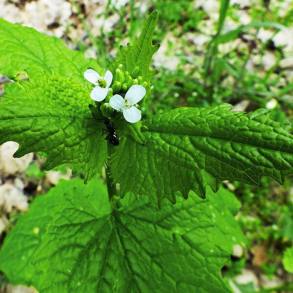 Alliaria petiolata Flor