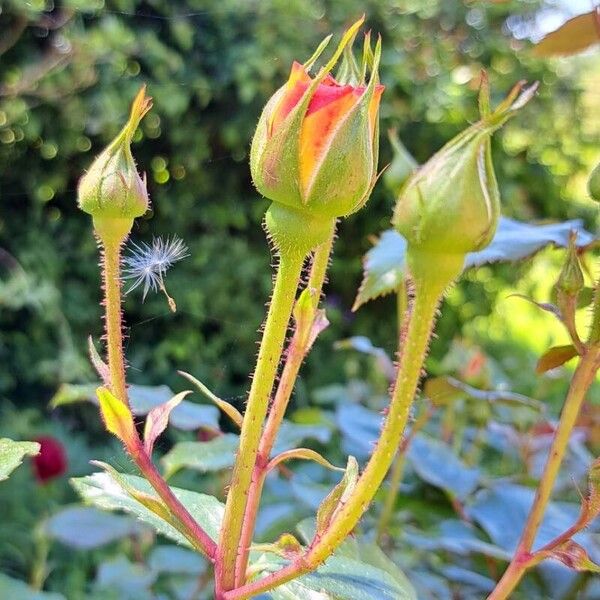 Rosa spp. फूल