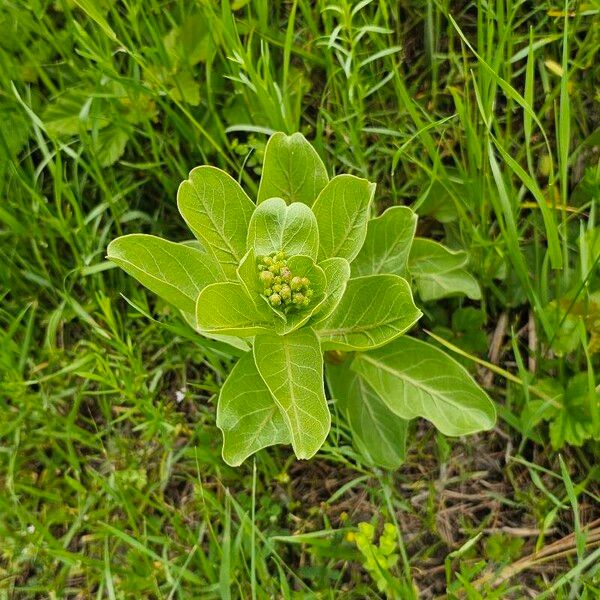 Asclepias latifolia Leaf