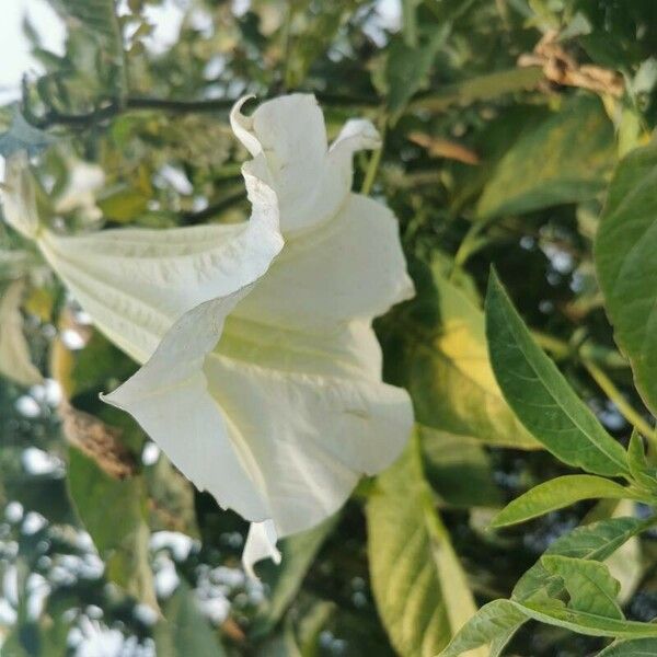 Brugmansia suaveolens Cvet