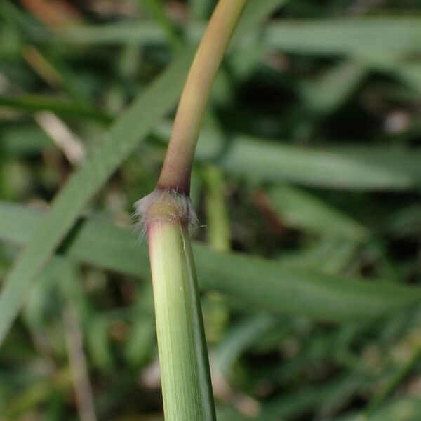 Bothriochloa bladhii кора