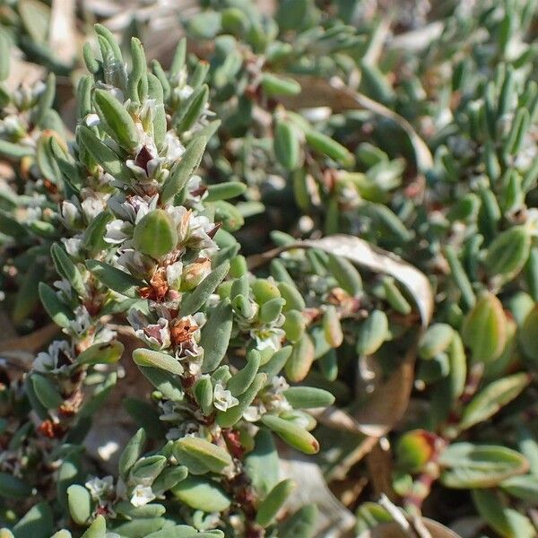 Polygonum maritimum Hábitos