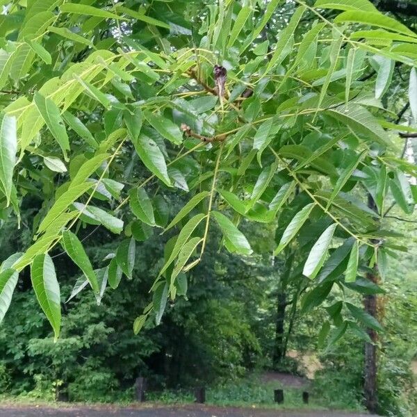 Juglans nigra Feuille