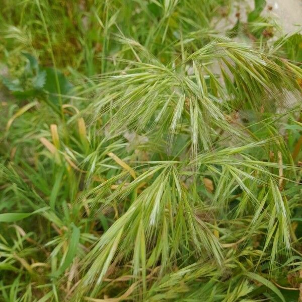 Bromus tectorum Muu