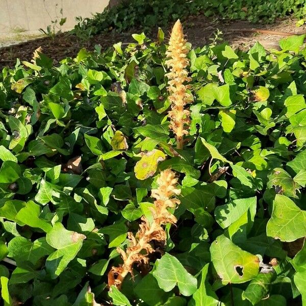 Orobanche hederae Lorea