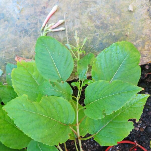 Fuchsia fulgens Leaf