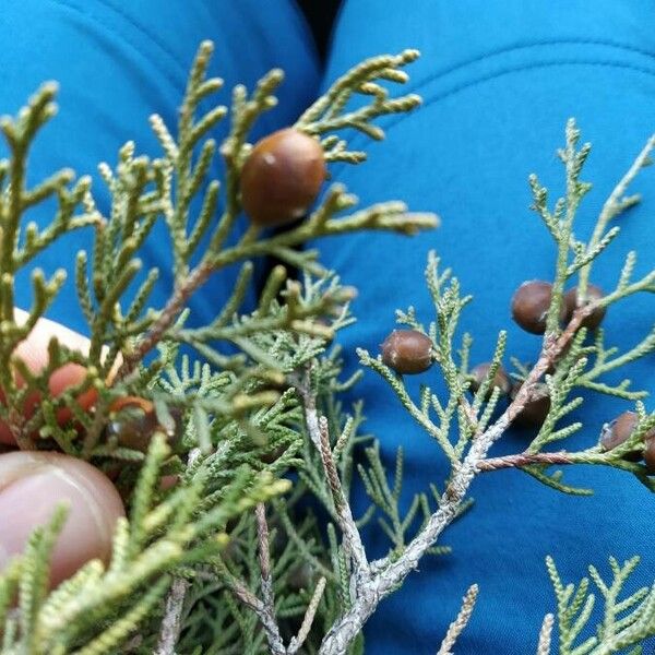 Juniperus phoenicea Fruit
