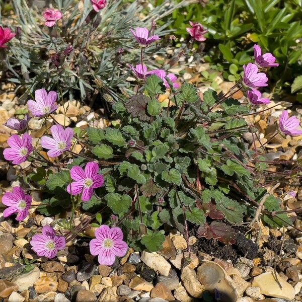 Erodium boissieri Natur