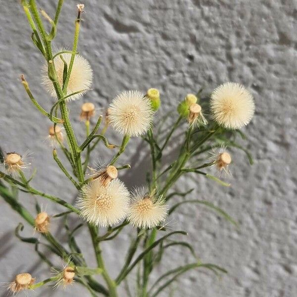 Erigeron bonariensis Kvet