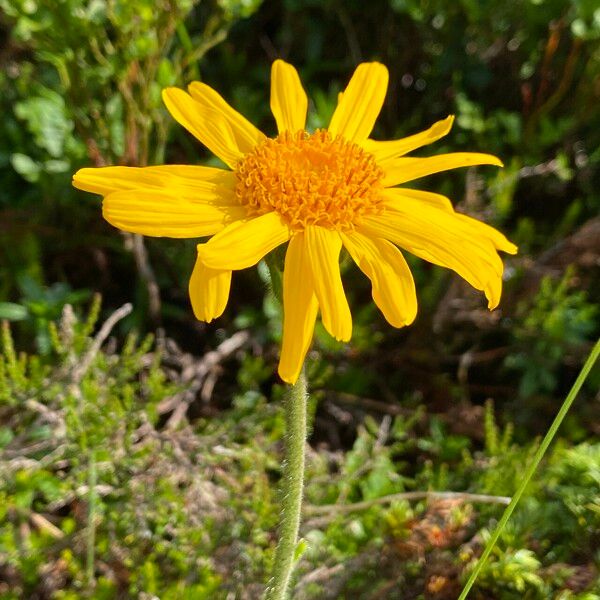 Arnica montana Flor