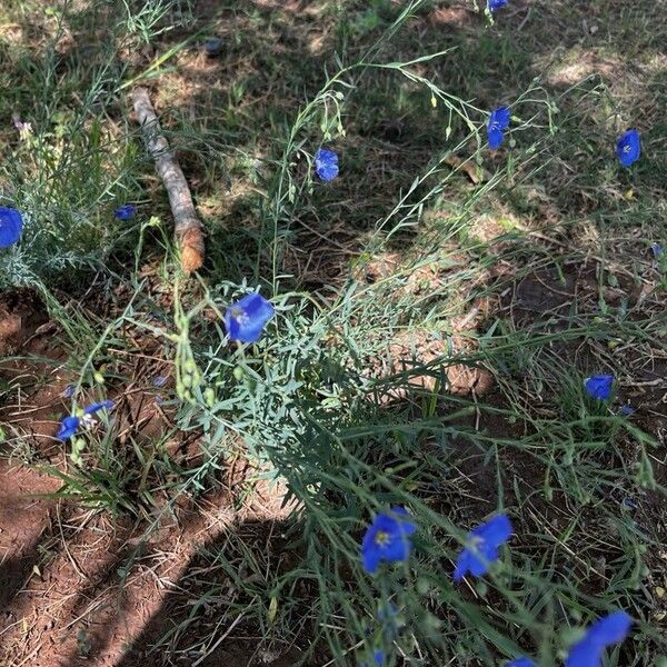 Linum perenne Flower