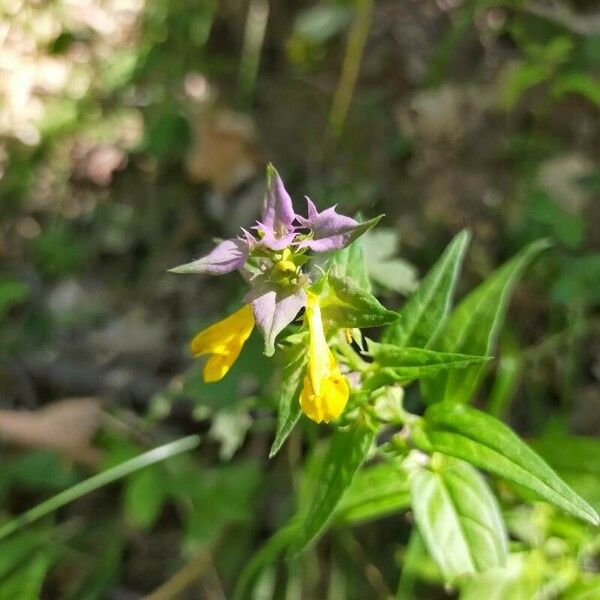 Melampyrum subalpinum Квітка