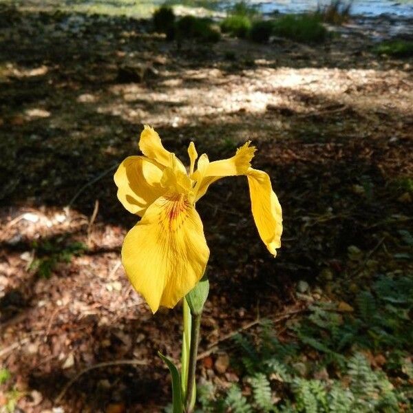 Iris pseudacorus 花