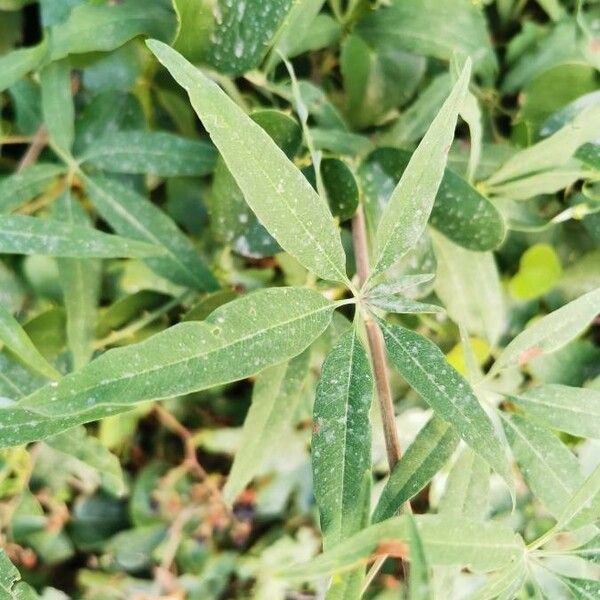 Vitex agnus-castus Leaf