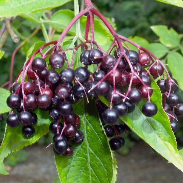 Sambucus nigra Frutto