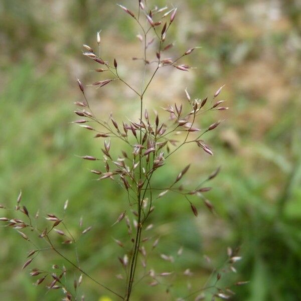 Agrostis canina Flower