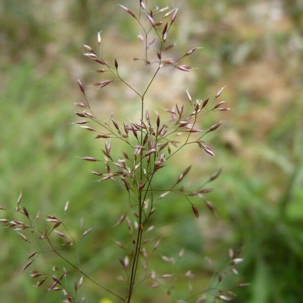 Agrostis canina Blüte