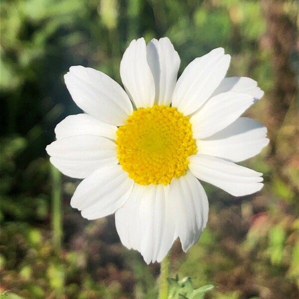 Anthemis arvensis 花