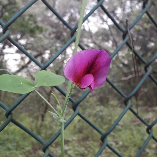 Lathyrus tingitanus Flower