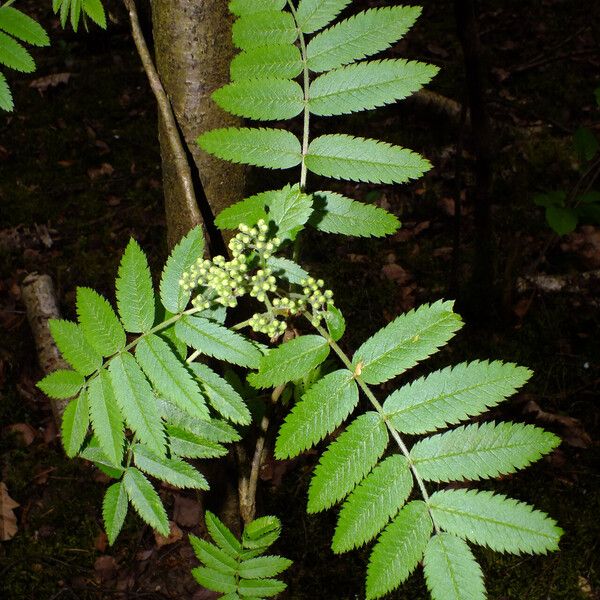 Sorbus aucuparia Çiçek