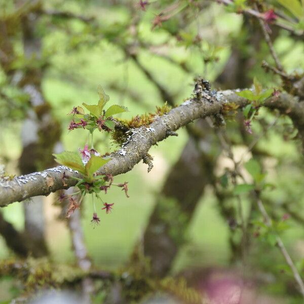 Prunus incisa Rinde