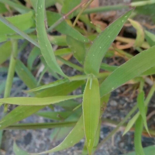 Digitaria sanguinalis Foglia