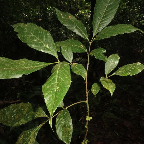 Trichilia pallida Leaf