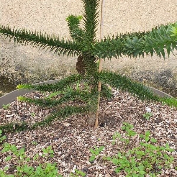 Araucaria angustifolia पत्ता