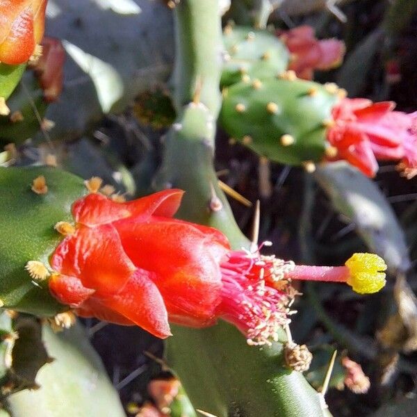 Nopalea cochenillifera 花