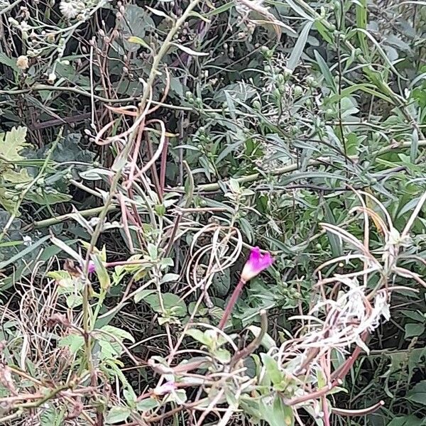 Epilobium hirsutum ᱛᱟᱦᱮᱸ