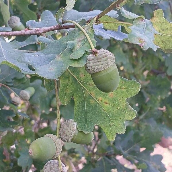 Quercus robur Плод