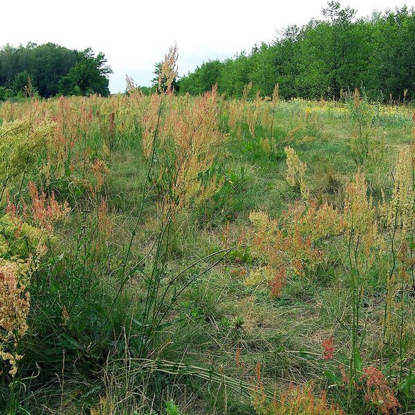 Rumex thyrsiflorus Vaisius