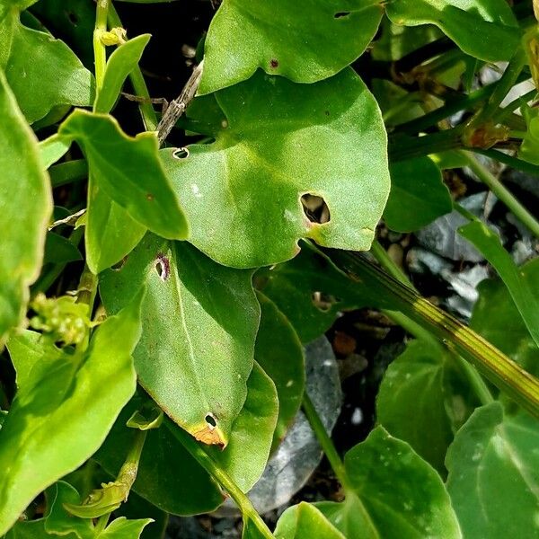 Rumex scutatus Leaf