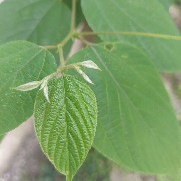 Trema orientale Leaf