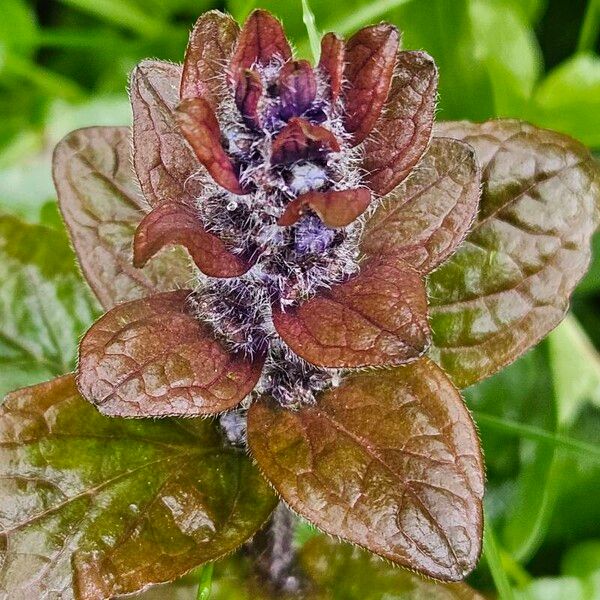 Ajuga reptans Květ