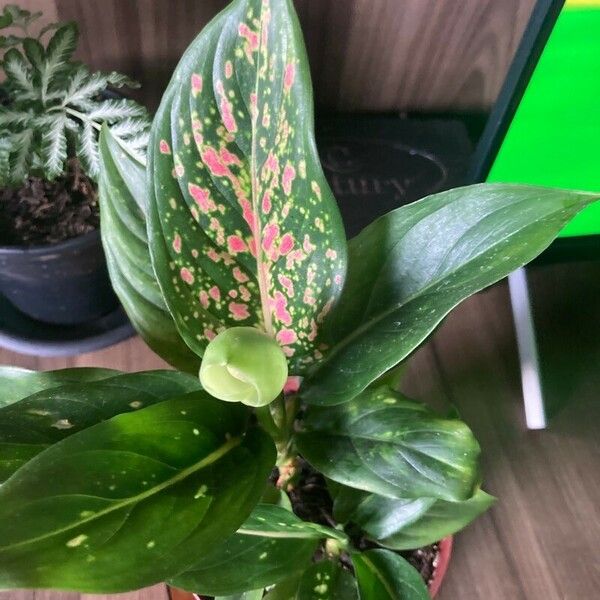 Aglaonema costatum Blatt