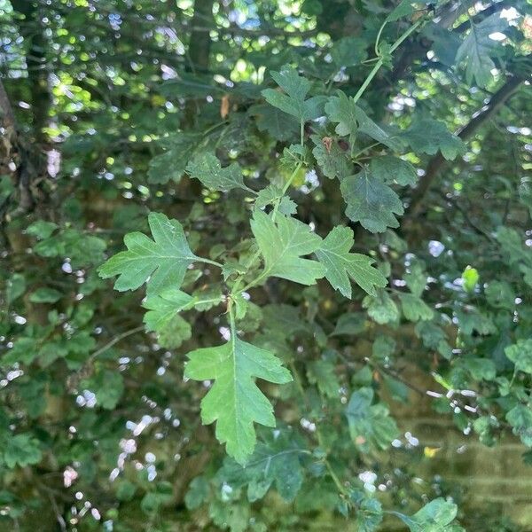 Crataegus rhipidophylla পাতা