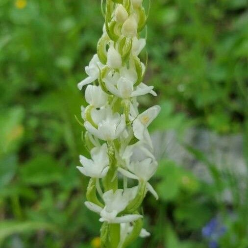 Platanthera bifolia Кветка