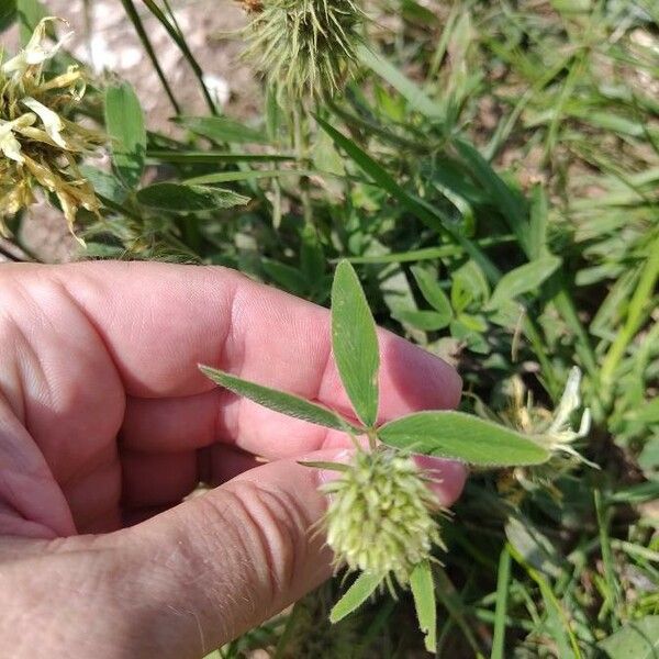 Trifolium pannonicum Ліст