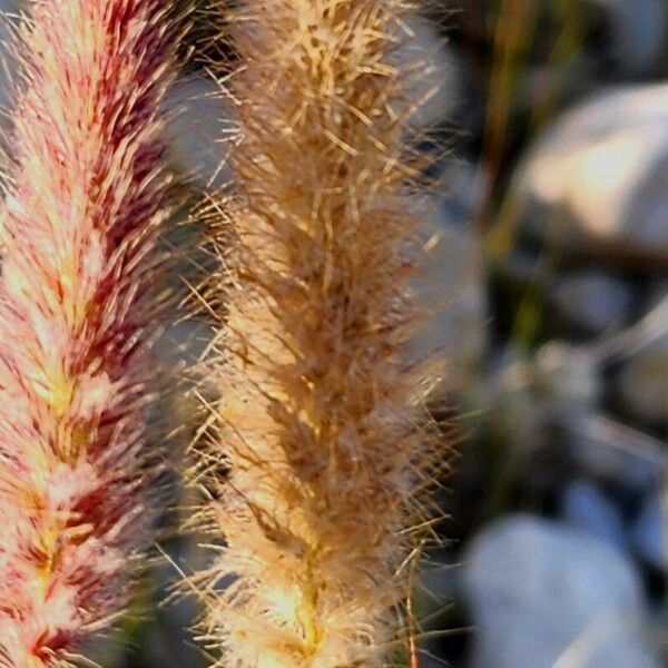 Cenchrus ciliaris Flower