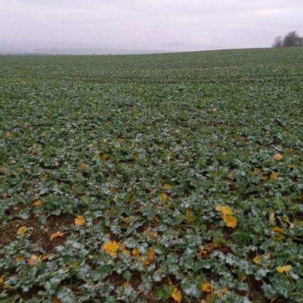 Brassica napus Plante entière