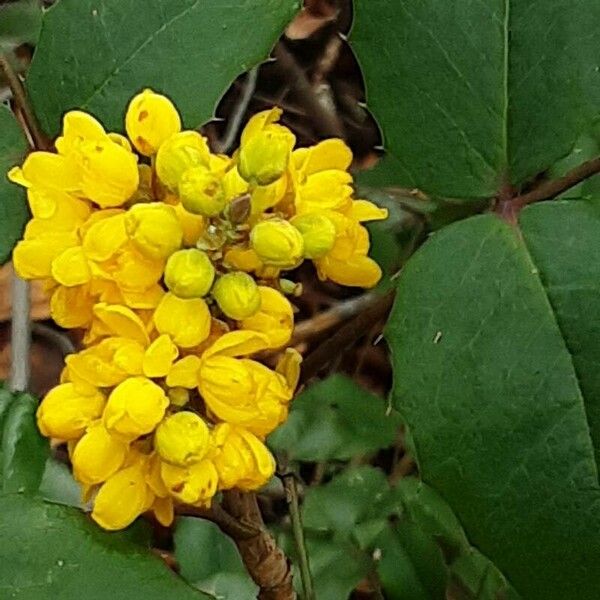 Mahonia aquifolium Flower